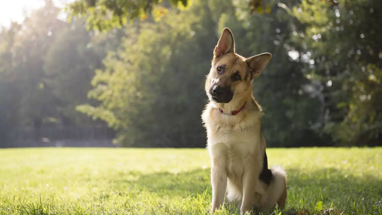 Common myths about the head tilt and name recognition