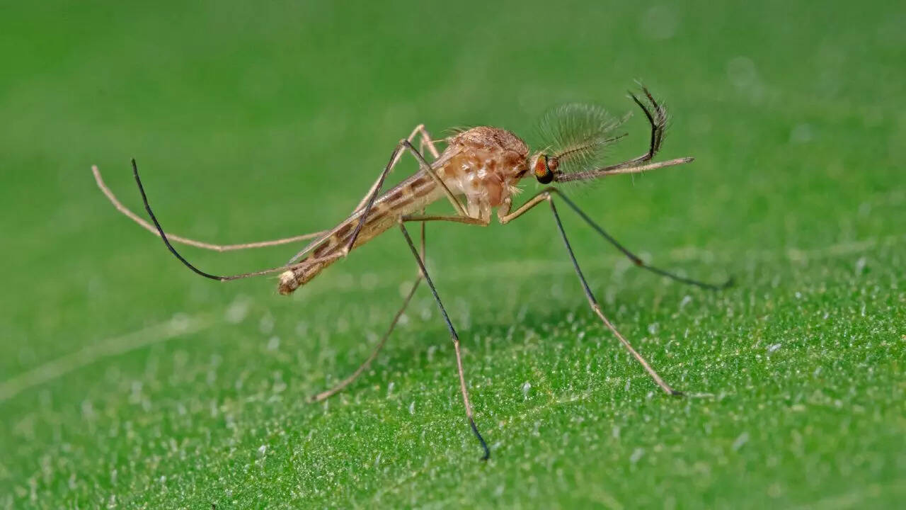 Culiseta annulata mosquito