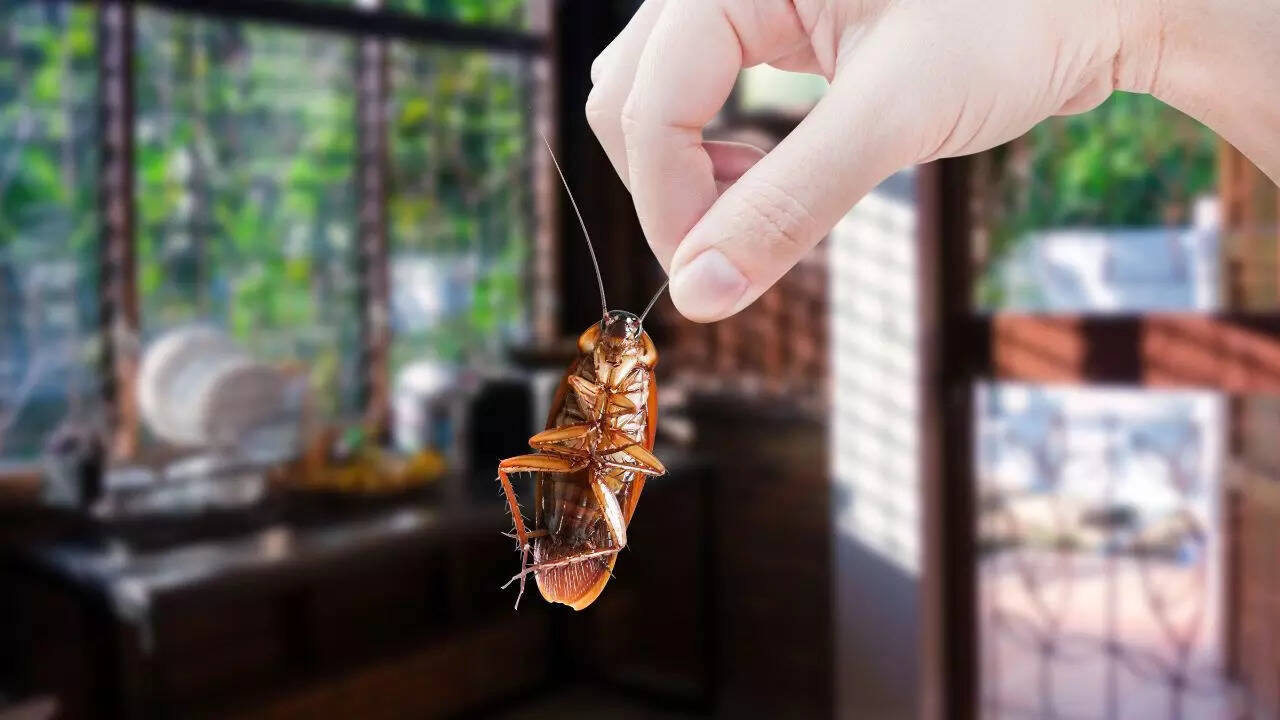 Cockroach farming for profit