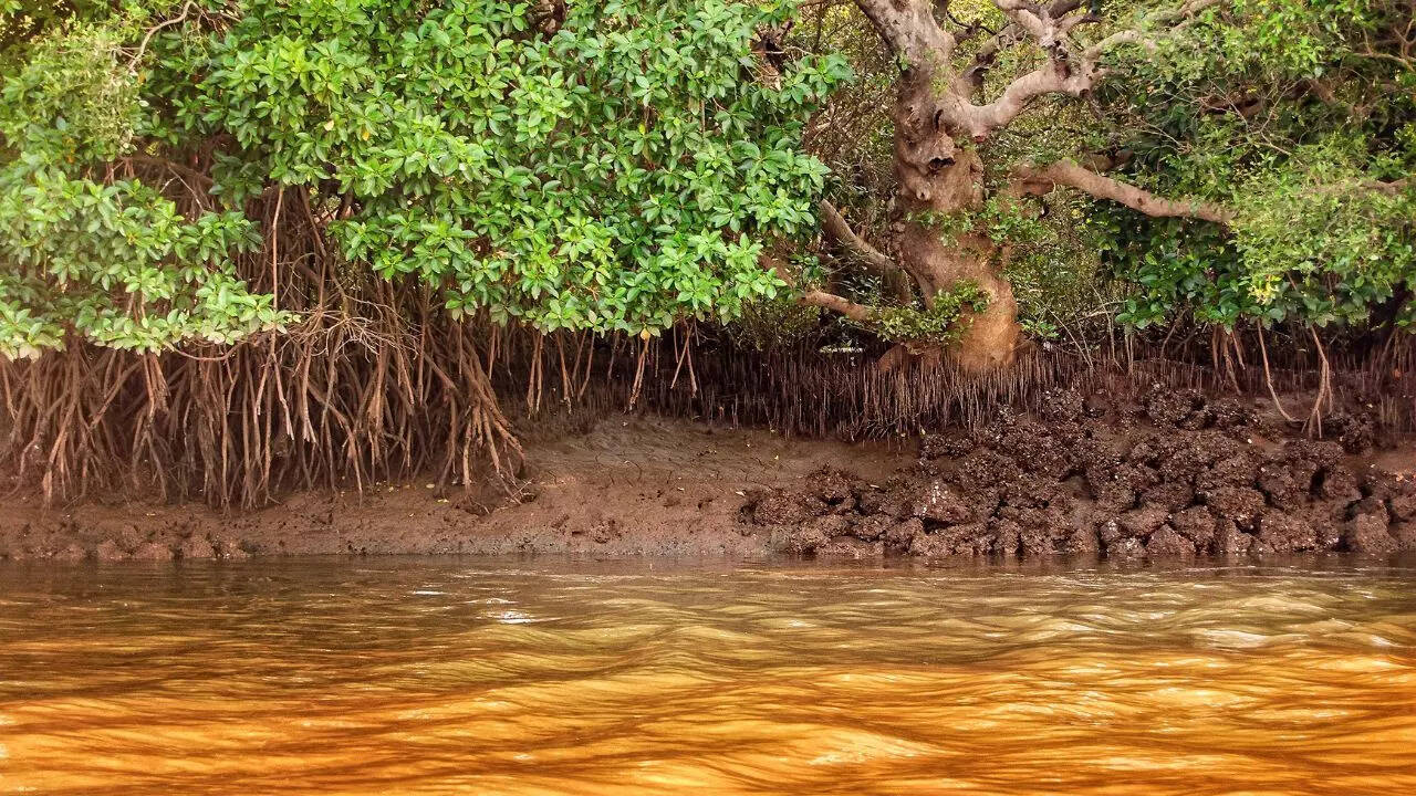 Dr. Salim Ali Bird Sanctuary