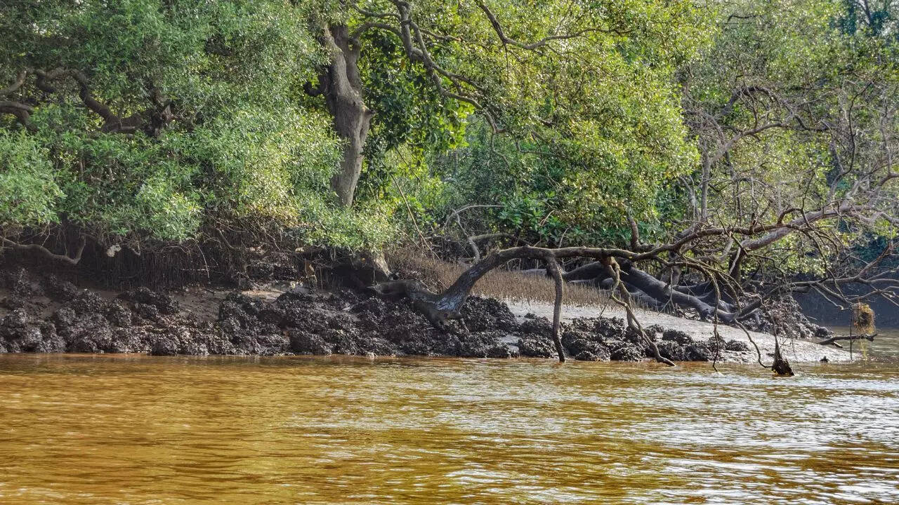 Dr. Salim Ali Bird Sanctuary