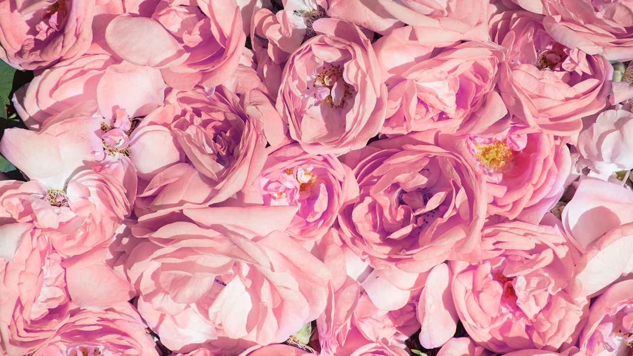 How rose water benefits hair naturally
