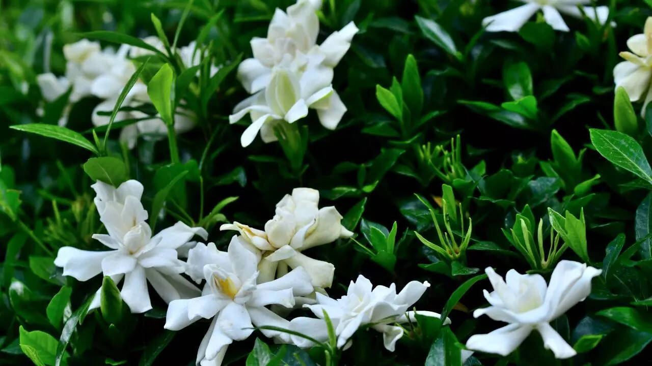 Gardenia