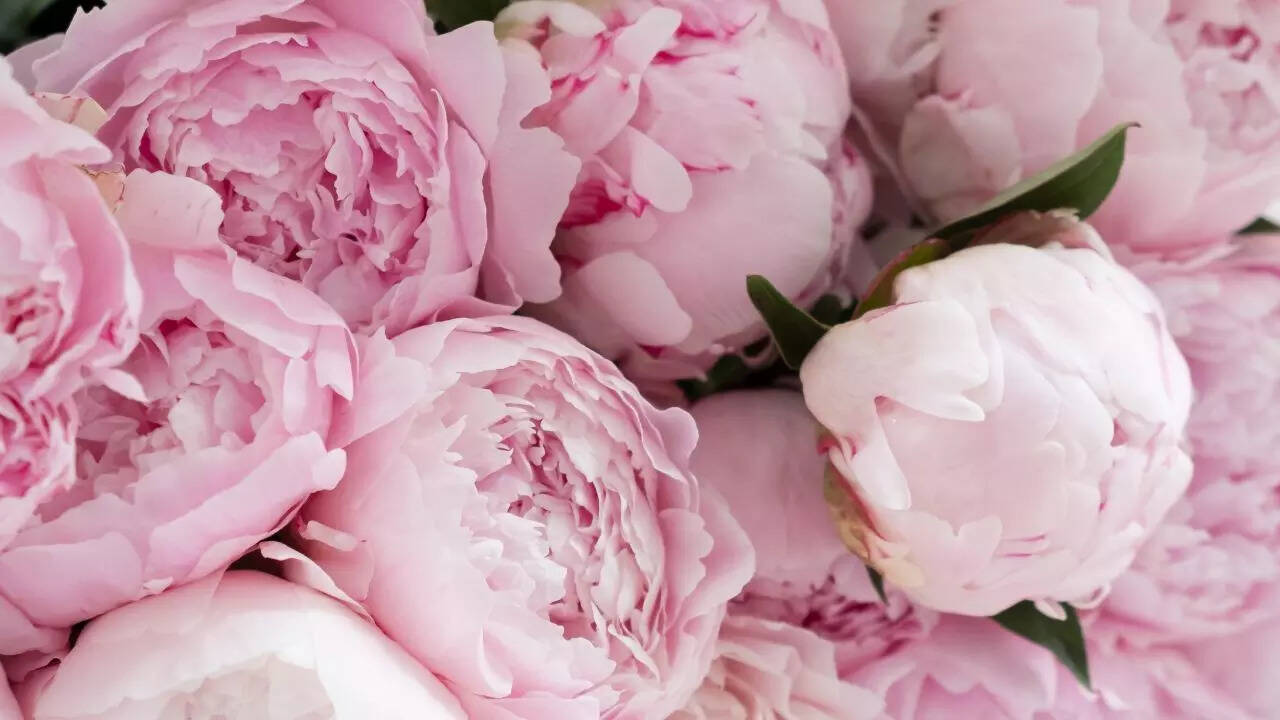 Peony