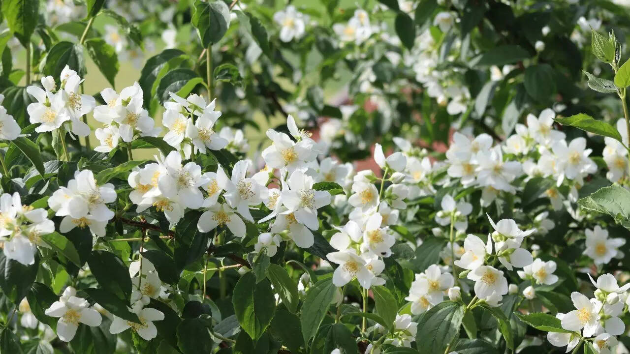 Jasmine