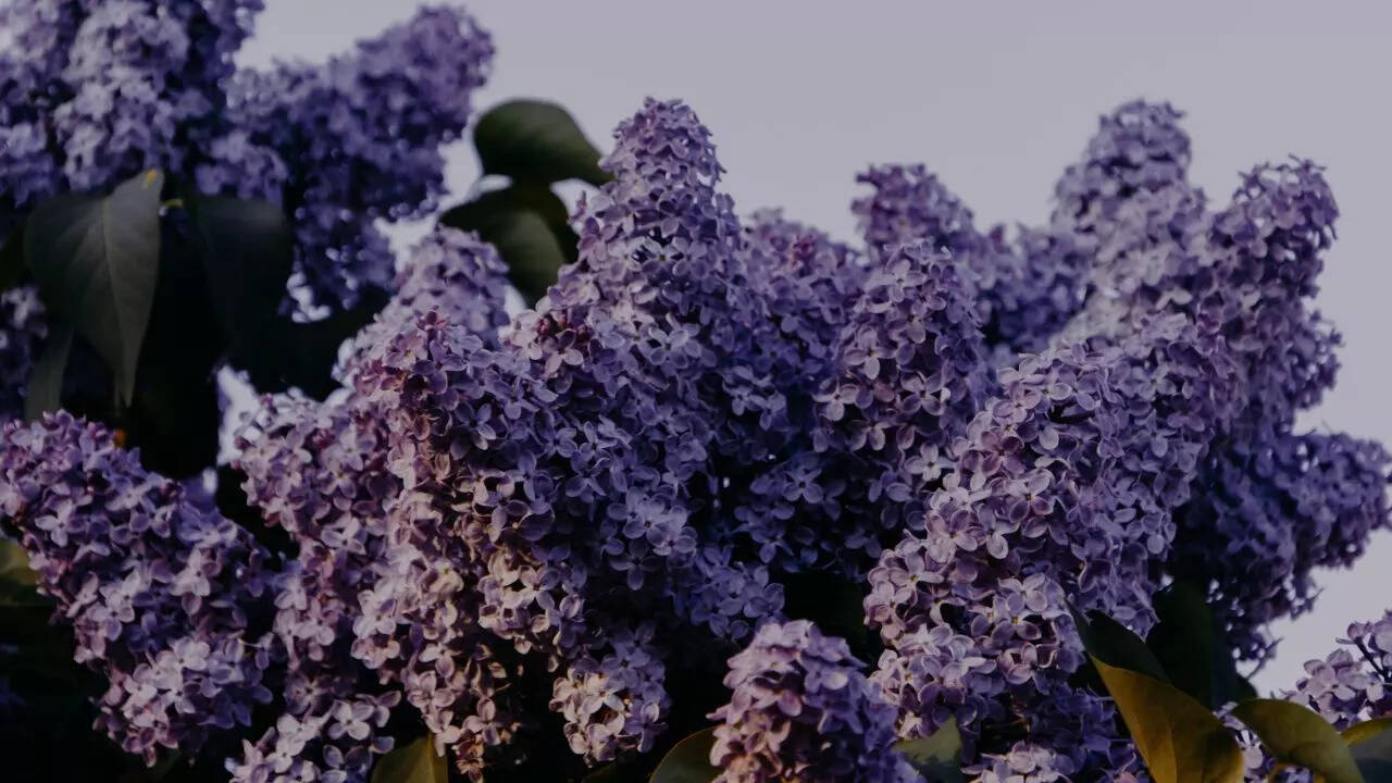 Lilac