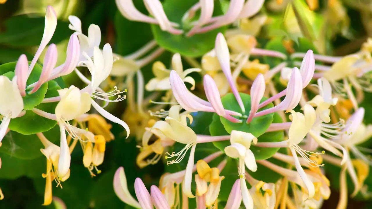 Honeysuckle