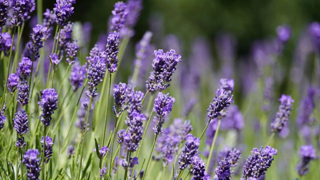 Lavender