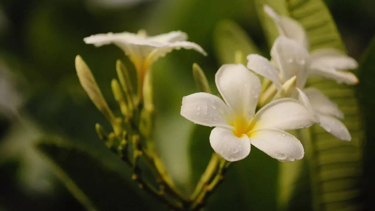 Plumeria