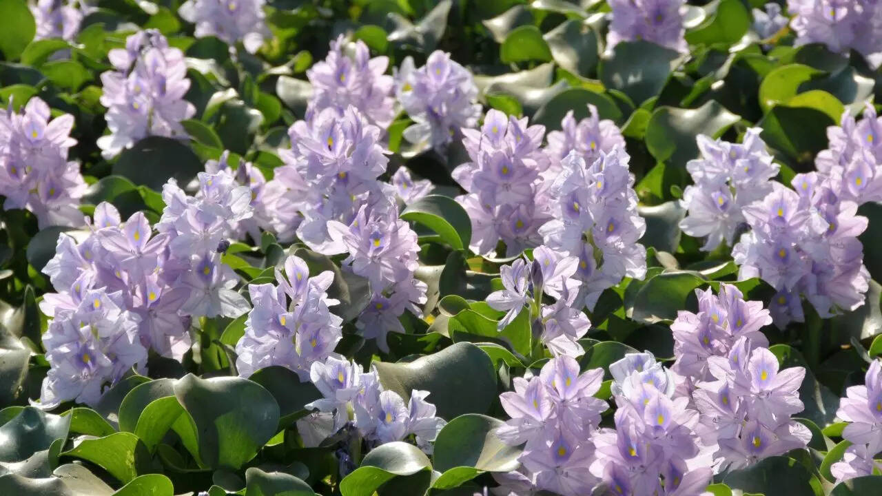 Hyacinth