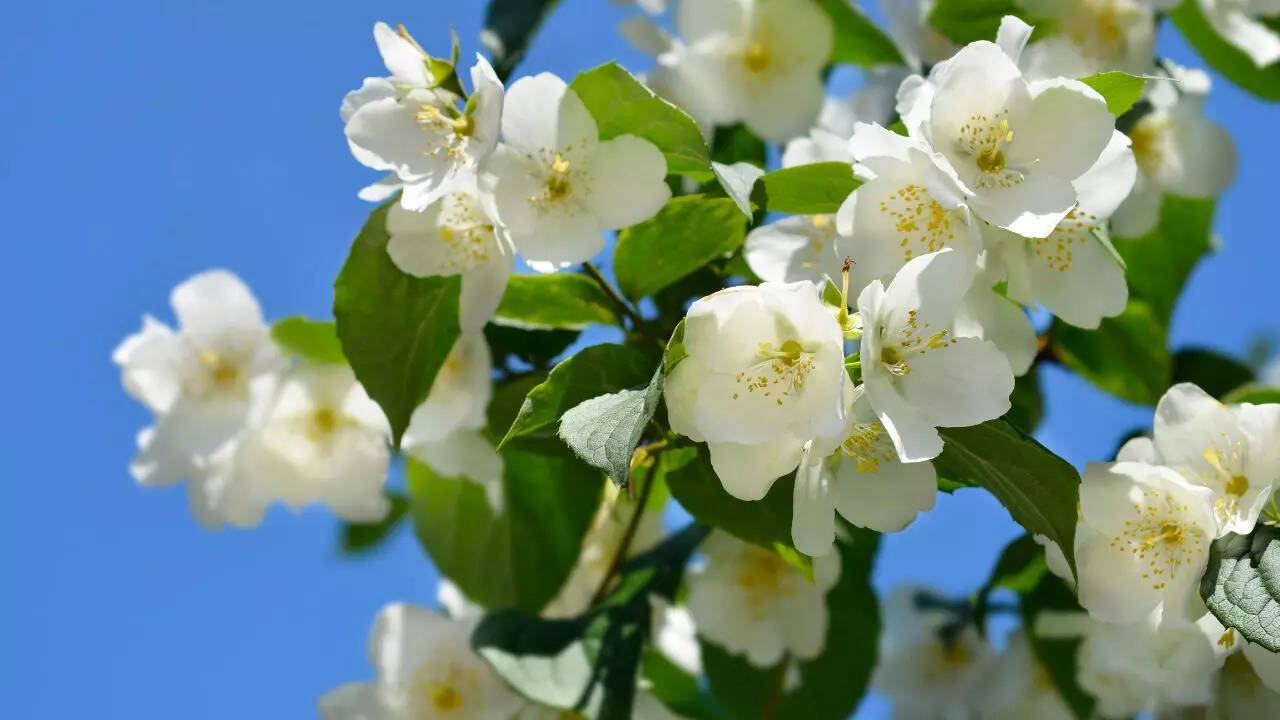 Mock orange