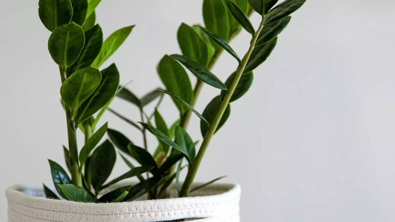 ZZ plants as natural air purifiers for homes and offices