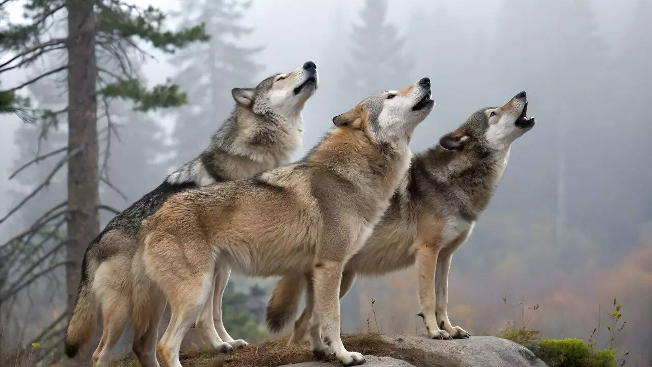 8 creatures that quietly heal the Earth every day