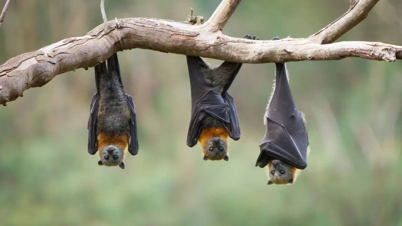 8 creatures that quietly heal the Earth every day