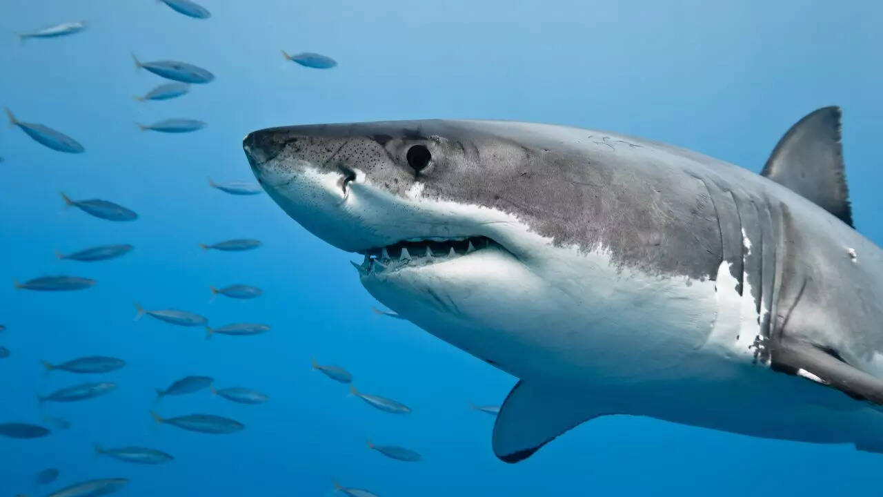 8 creatures that quietly heal the Earth every day
