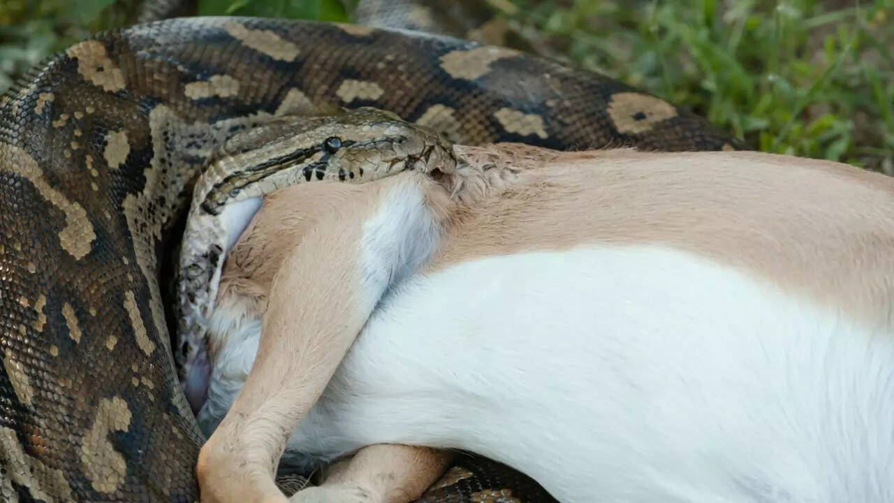 Predator python meets A-list fashion