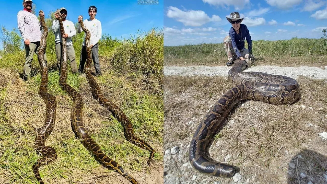 Predator python meets A-list fashion