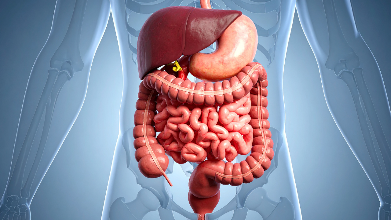 Stomach