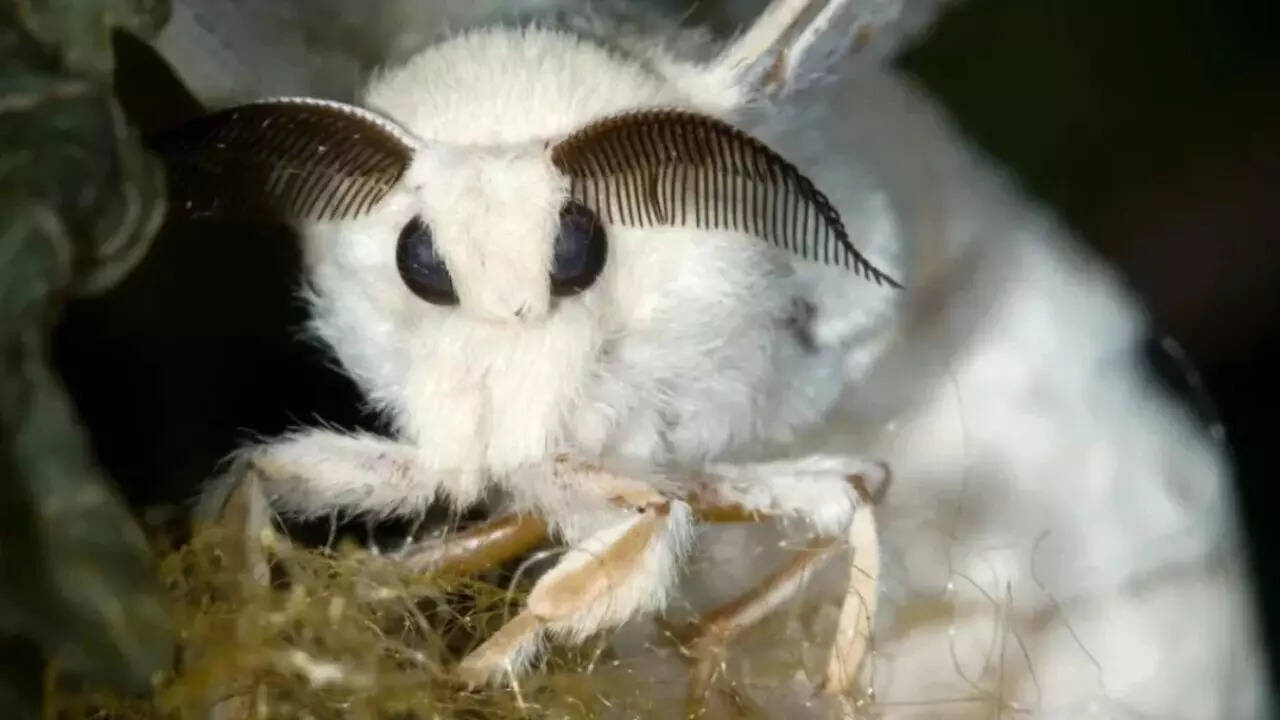 Simply Ecologist The Venezuelan Poodle Moth