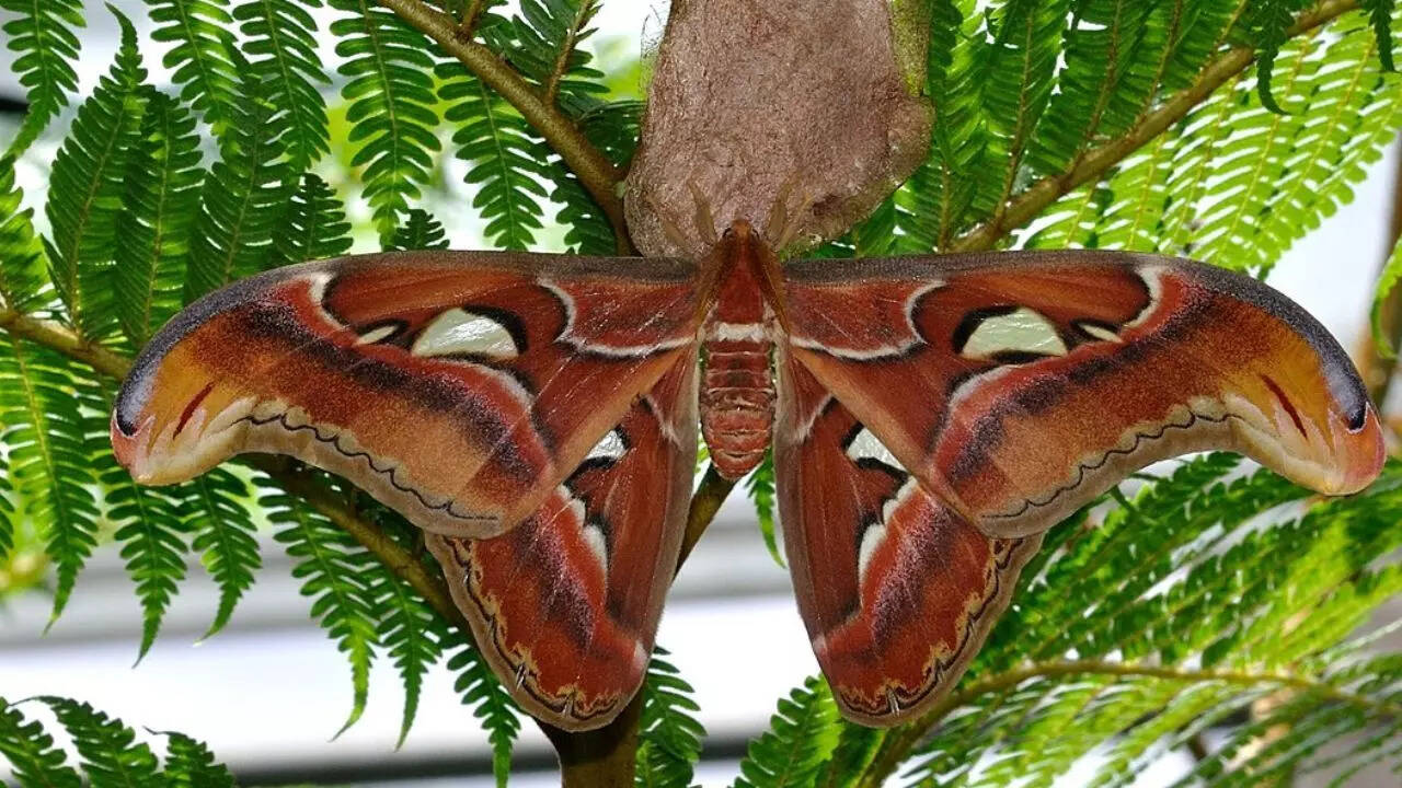 The Atlas Moth (Attacus atlas)