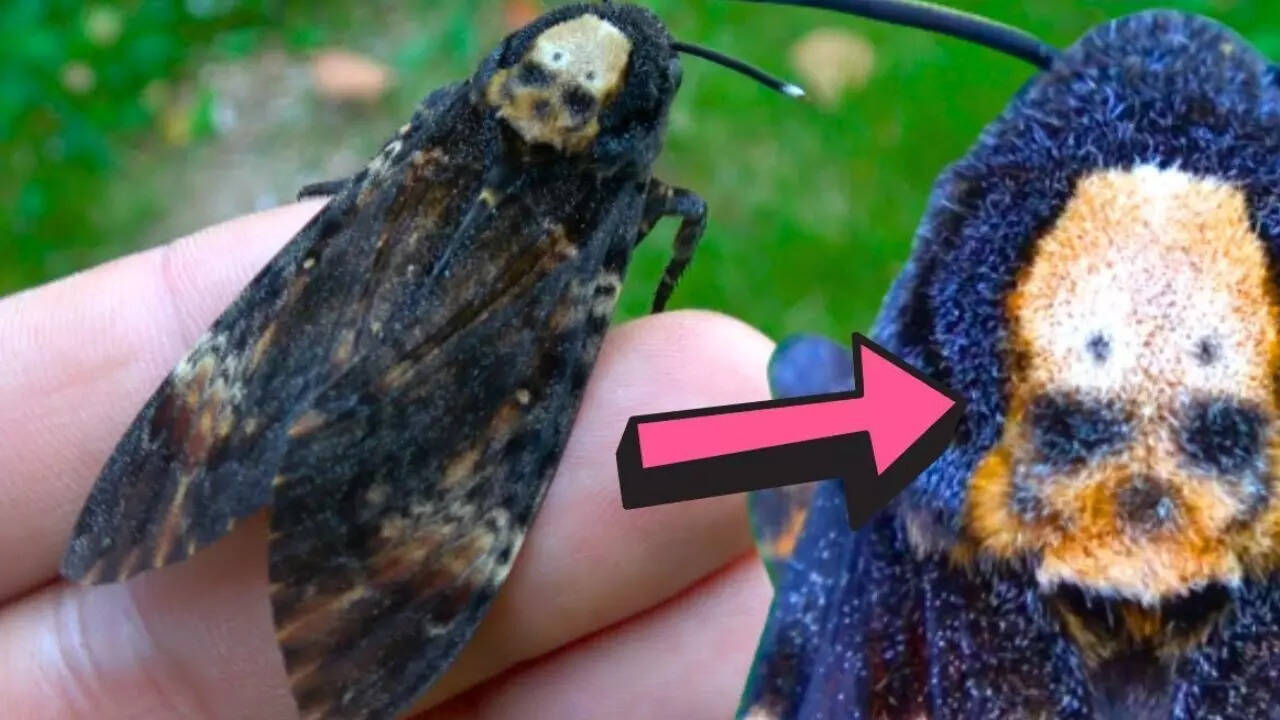 YouTube The Death’s-Head Hawkmoth (Acherontia atropos)