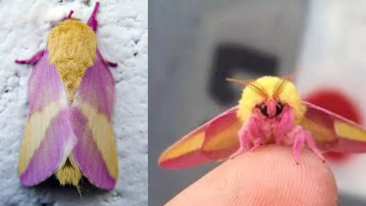 Instagram The Rosy Maple Moth (Dryocampa rubicunda)