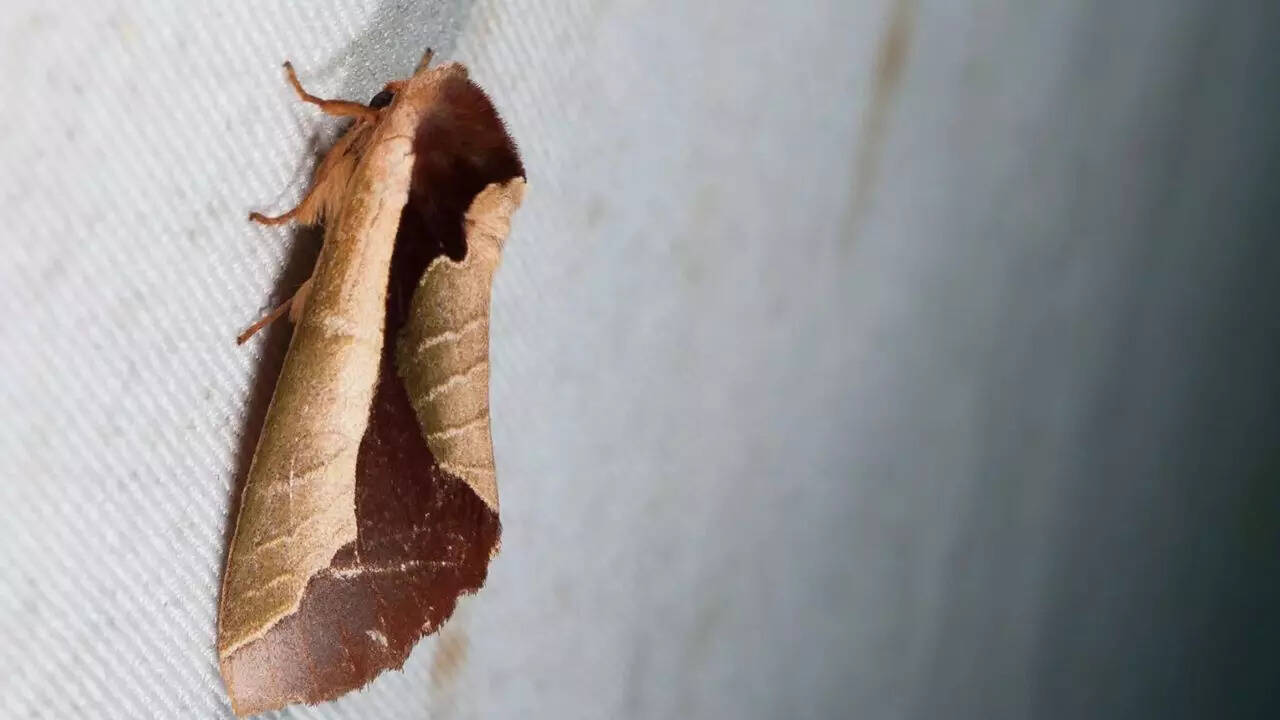 Britannica The Dead Leaf Moth (Uropyia meticulodina)