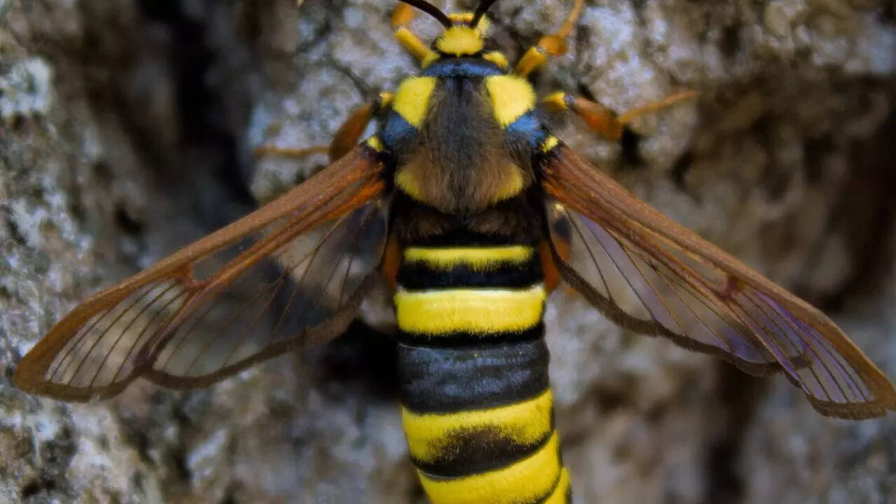 The Hornet Moth (Sesia apiformis)