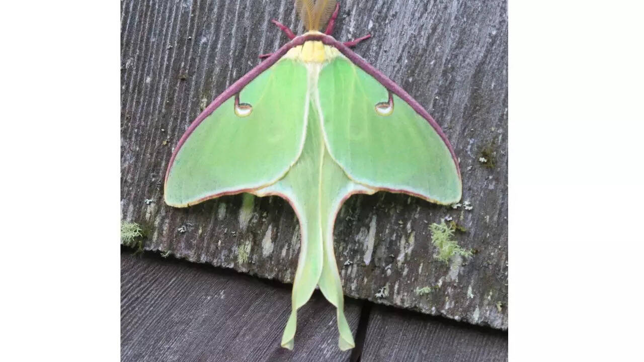 The Luna Moth (Actias luna)