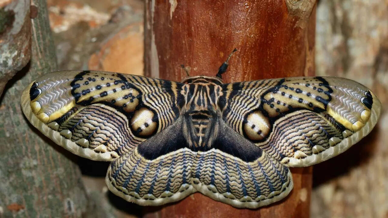 The Brahmin Moth (Brahmaea wallichii)