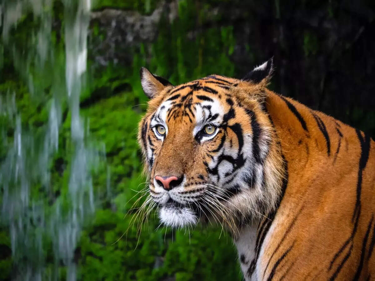 tiger