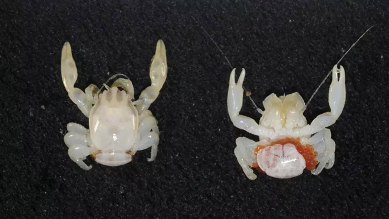 Source: CSIRO New porcelain crab (Porcellanella brevidentata)