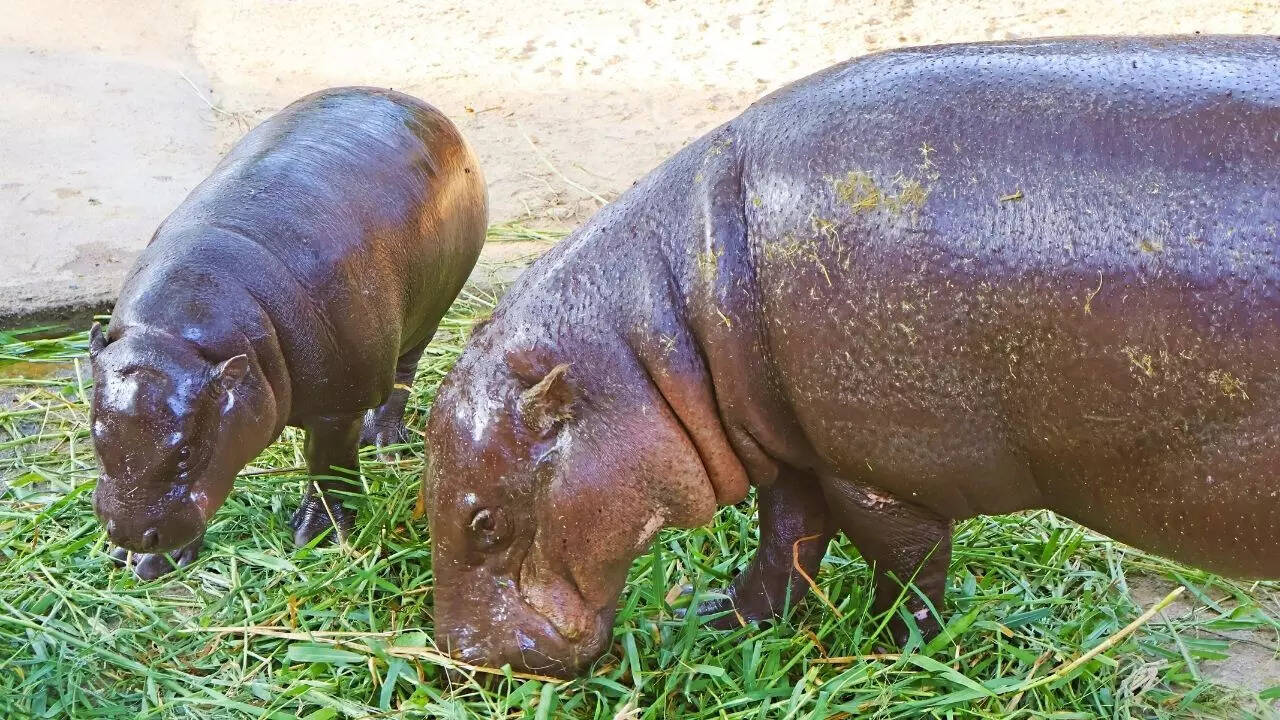 Tiny hippo with its mother