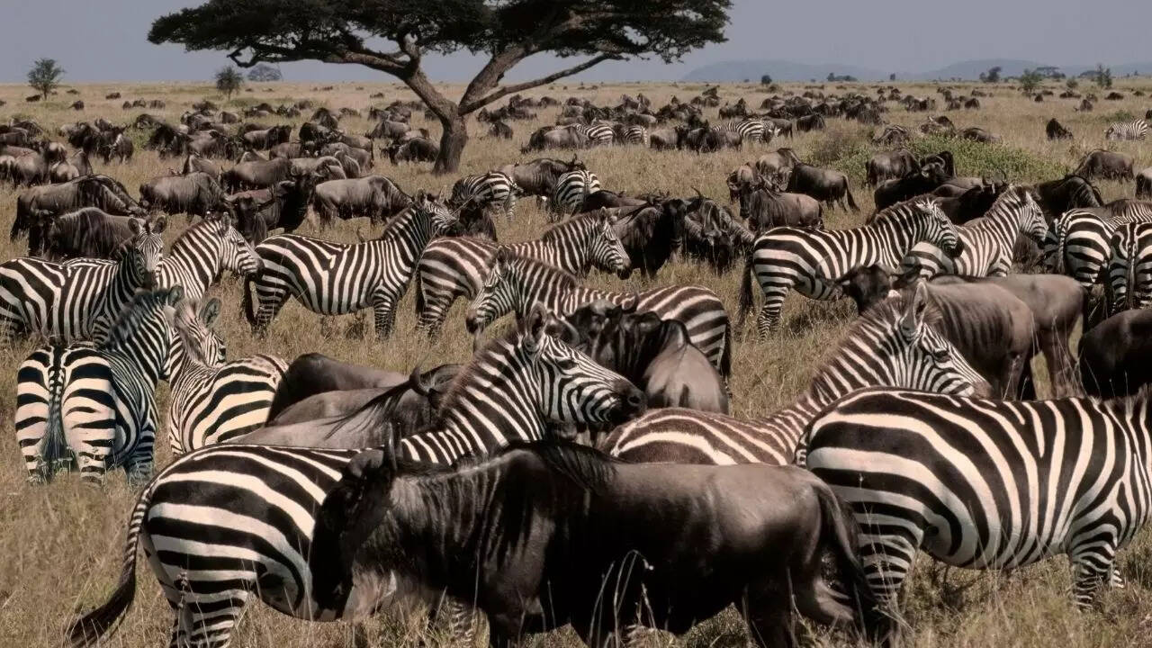 Serengeti National Park