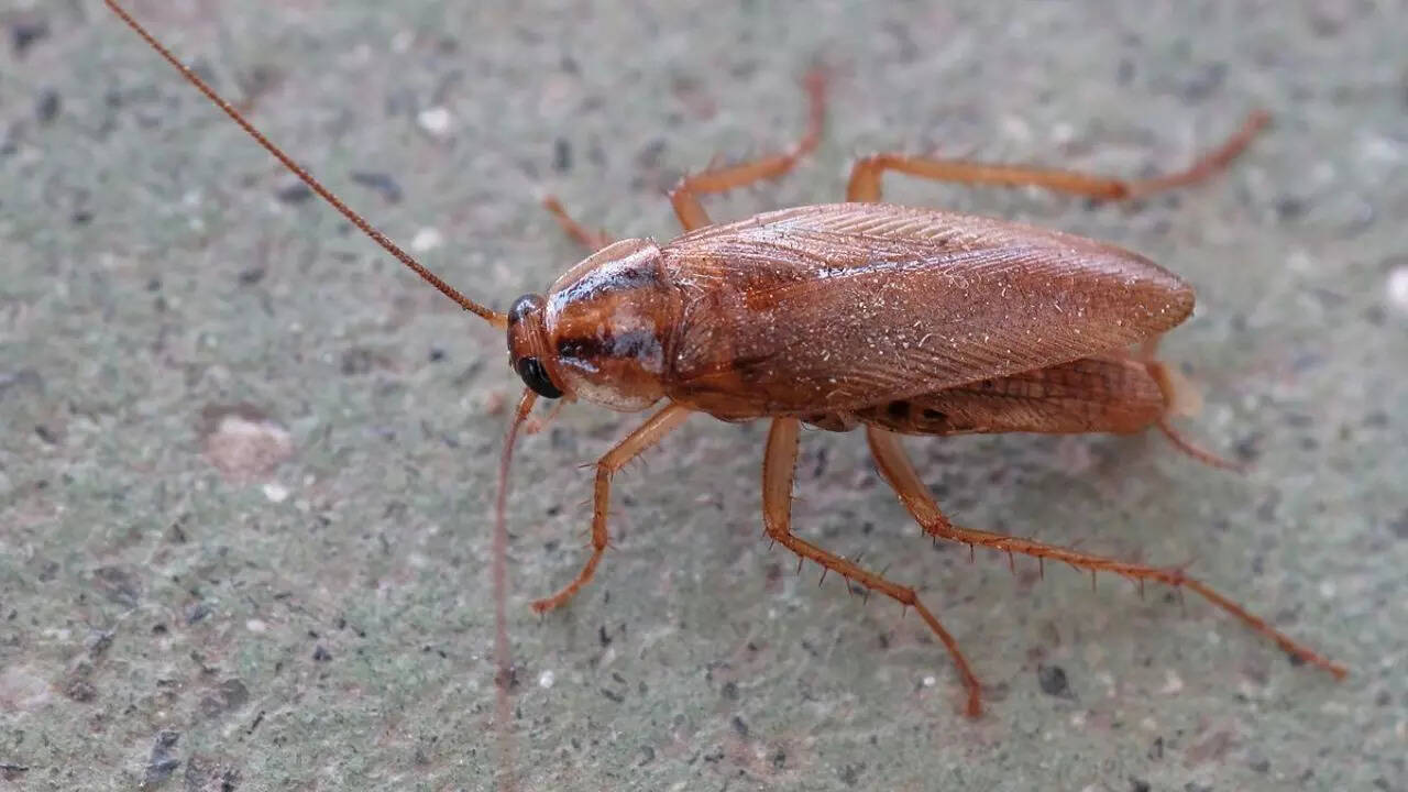 German Cockroach