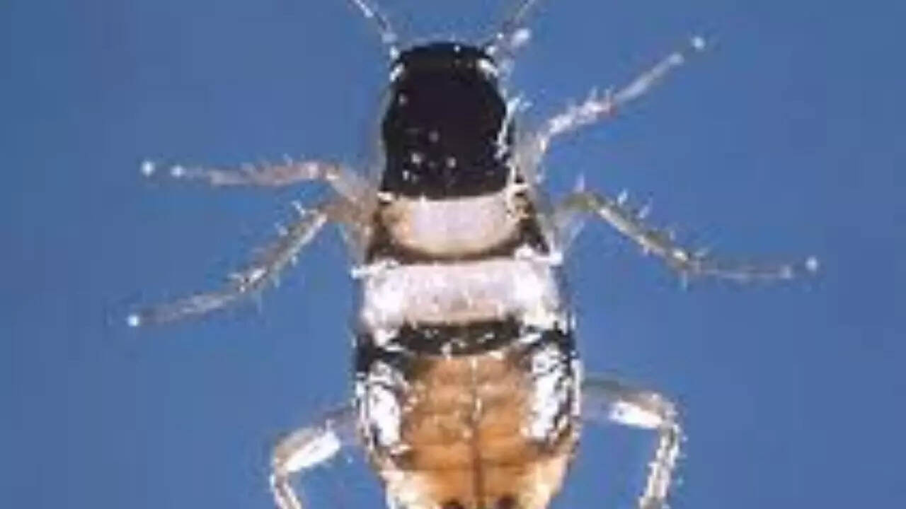 Brown-Banded Cockroach