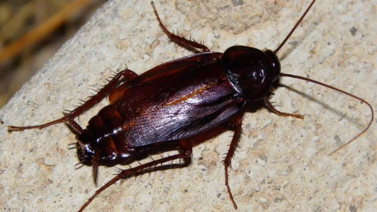 Oriental Cockroach