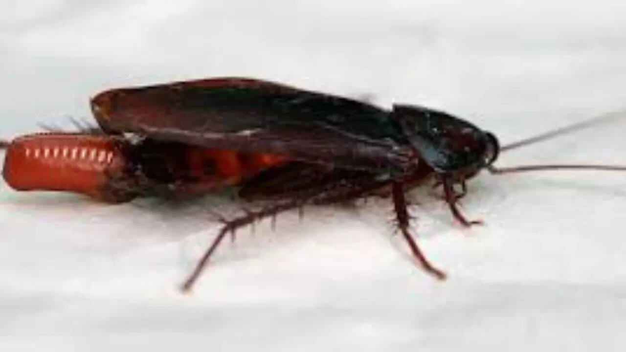 Wikipedia Smokybrown Cockroach