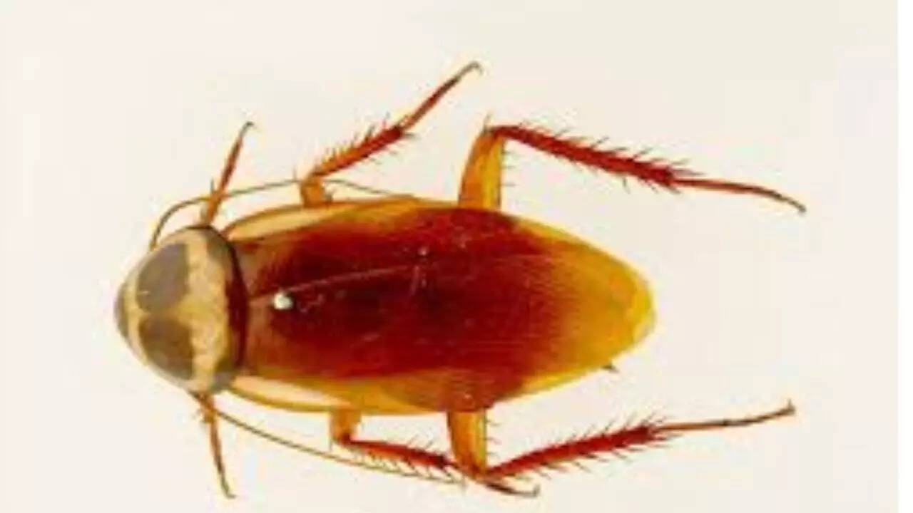 Wikipedia Australian Cockroach