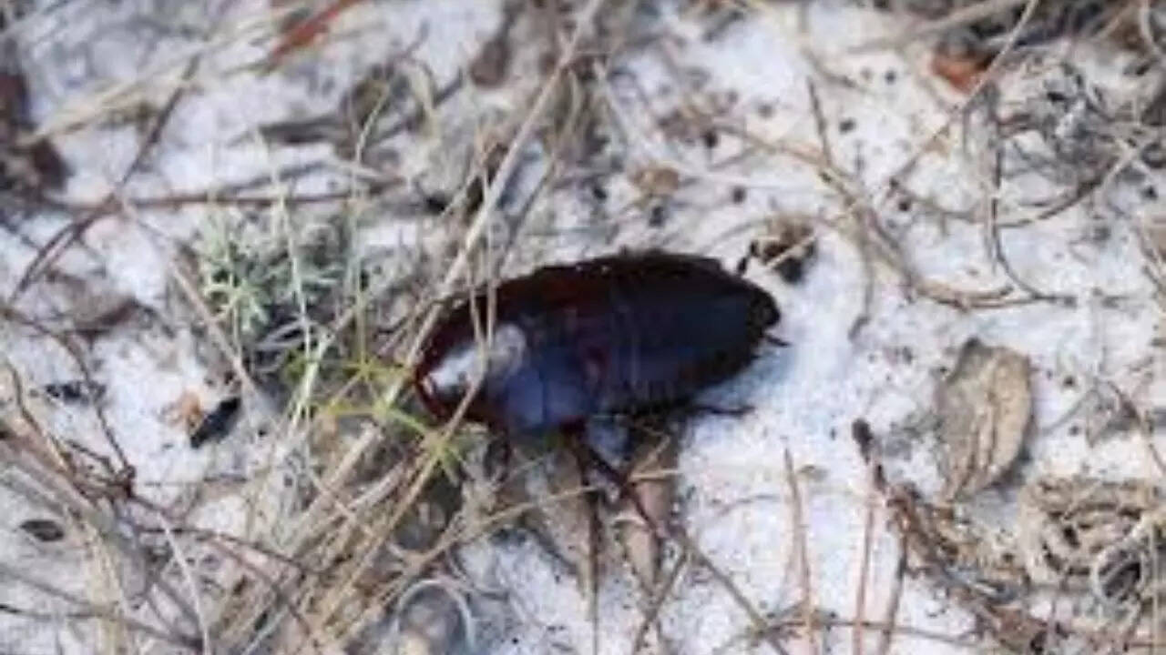 Florida Woods Cockroach