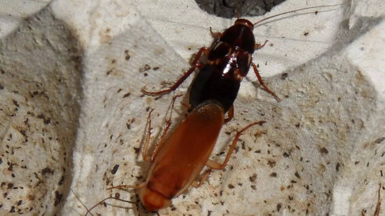 Wikipedia Turkestan Cockroach