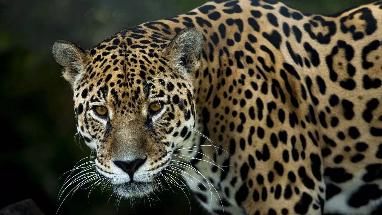 Jaguar