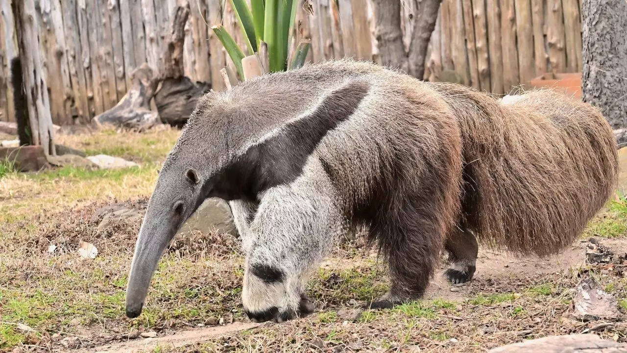 Giant Anteater