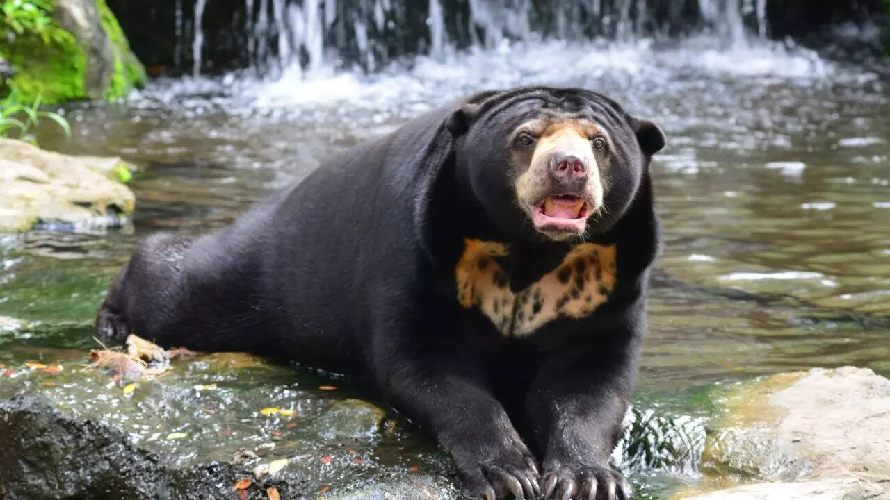 Sun Bear