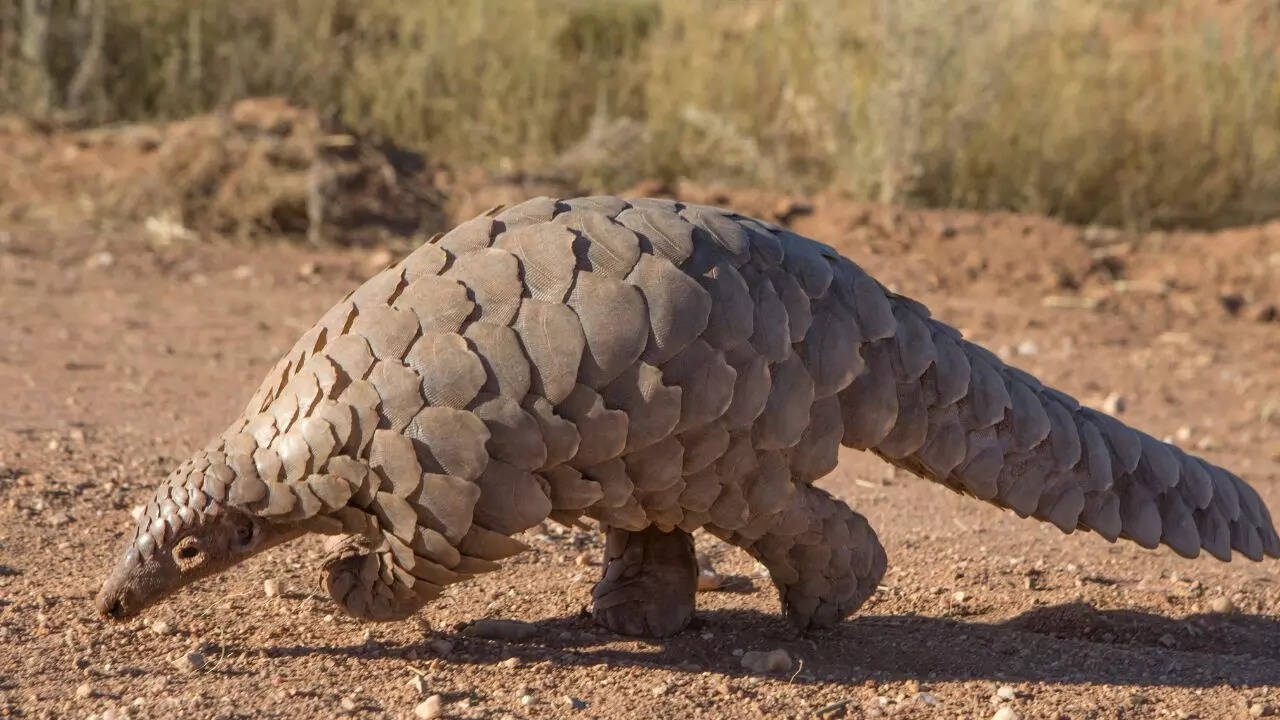 Pangolin