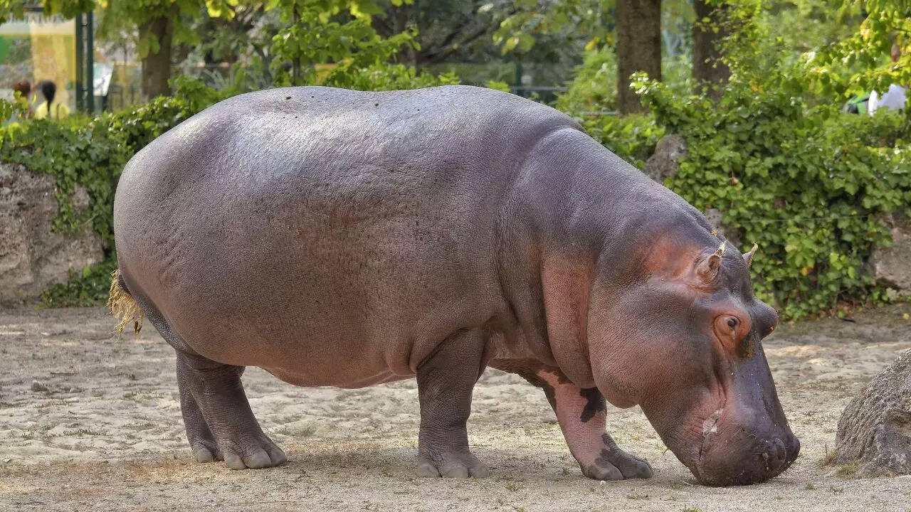 Hippopotamus