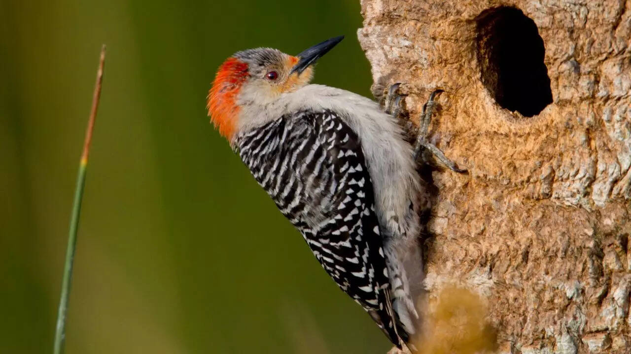 Woodpecker