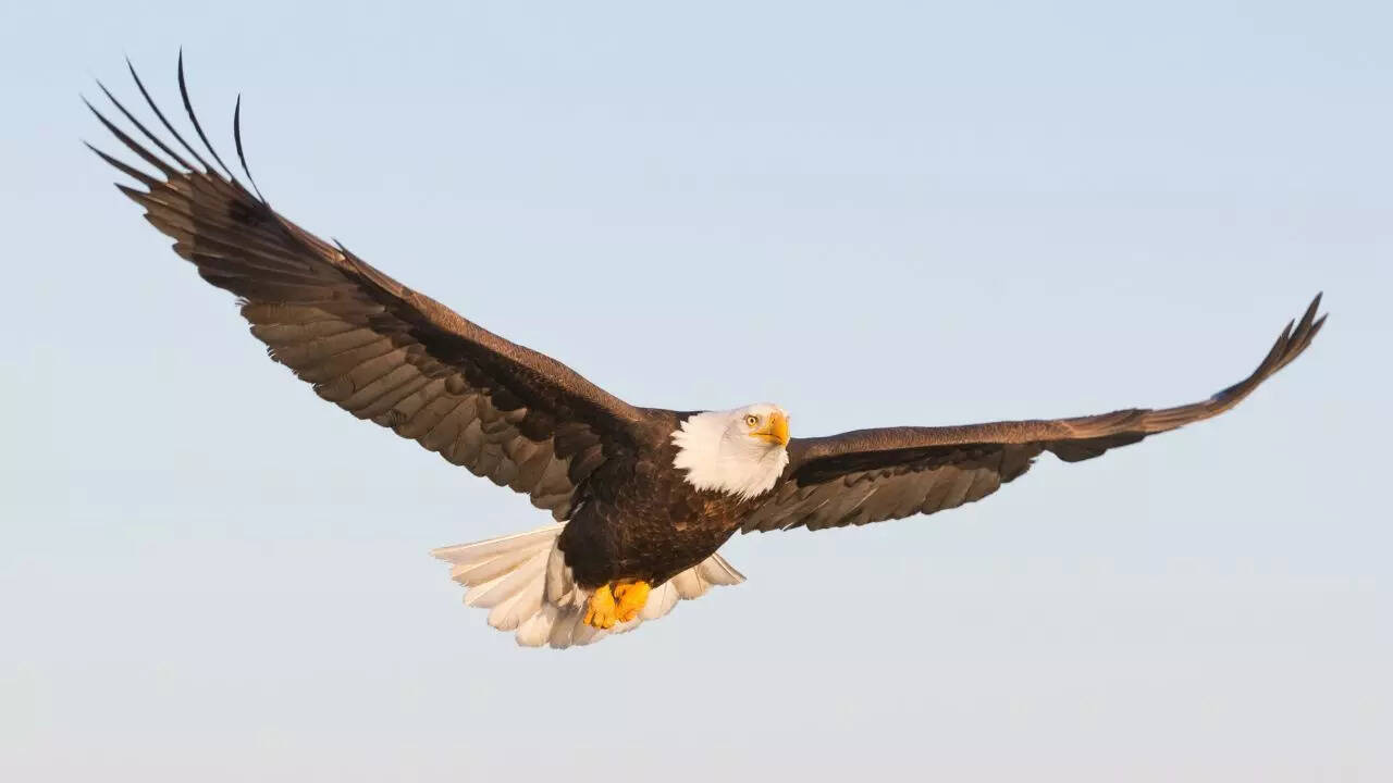 Eagle