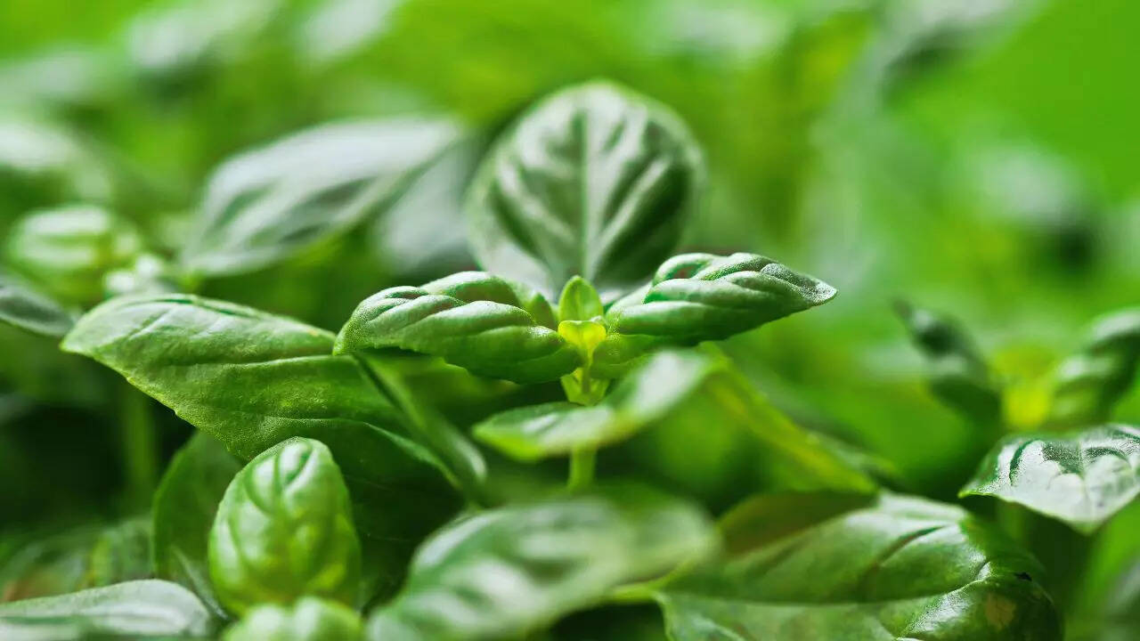 Basil