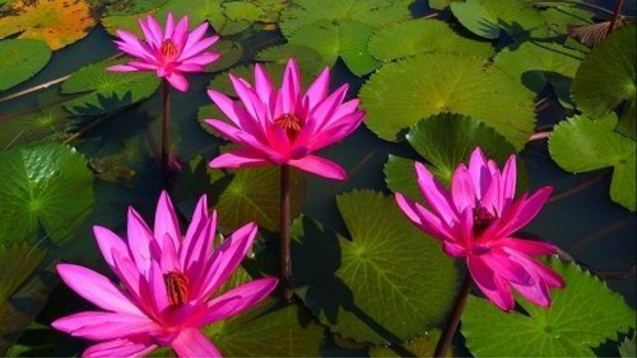 (Image Credits: Pinterest) What is a lotus flower?